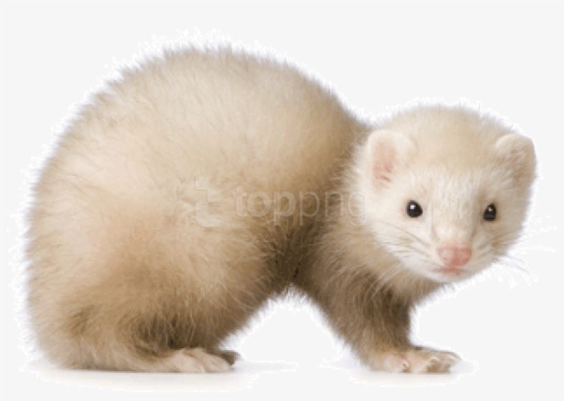 Detail Ferret Transparent Background Nomer 24