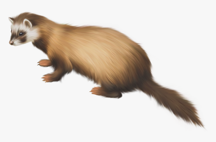 Detail Ferret Transparent Background Nomer 27