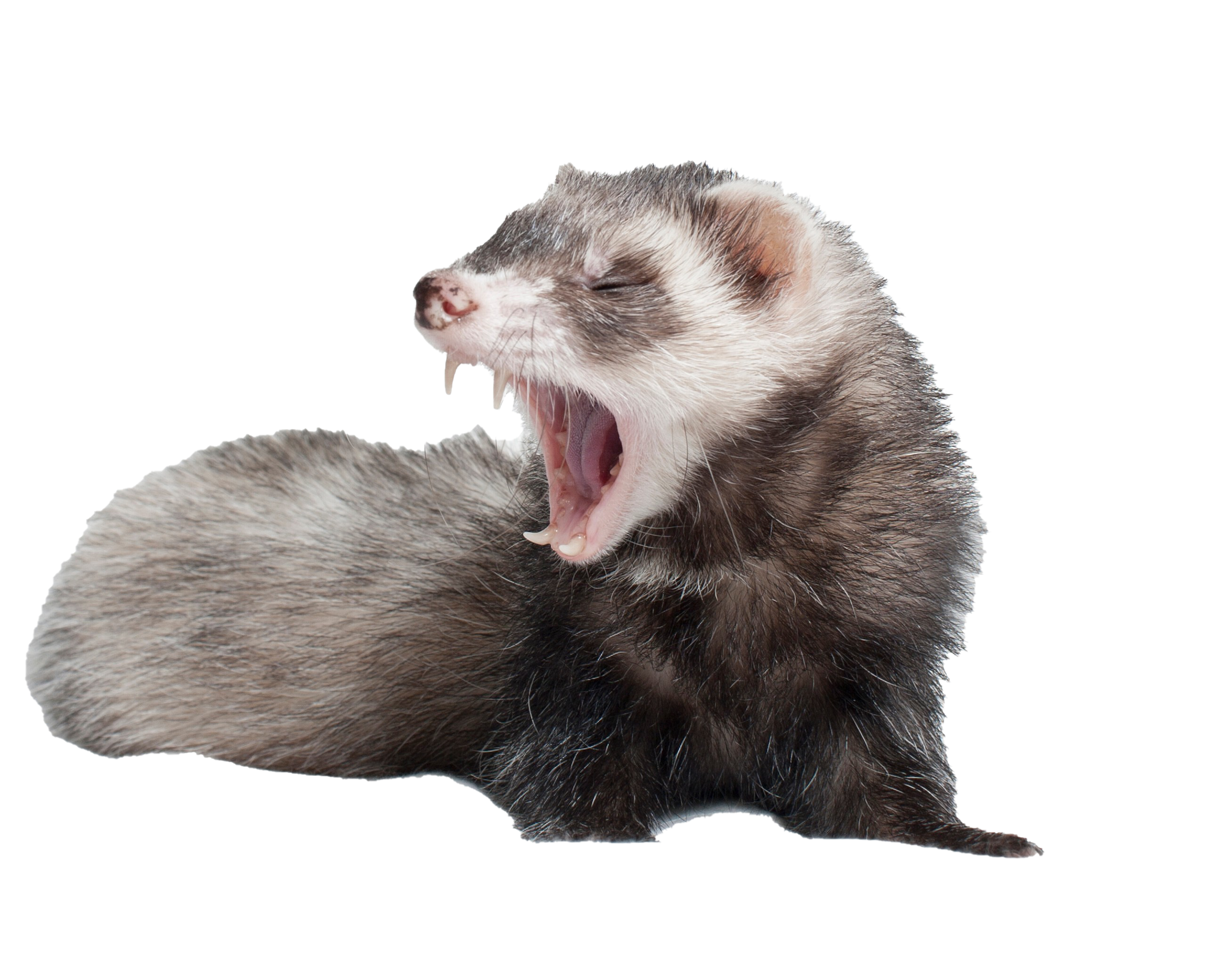 Detail Ferret Transparent Background Nomer 28