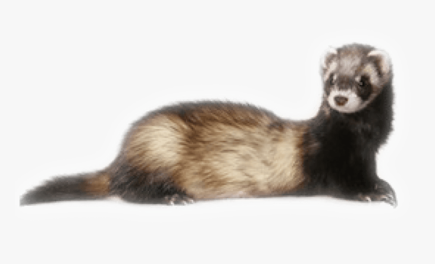 Detail Ferret Transparent Background Nomer 4