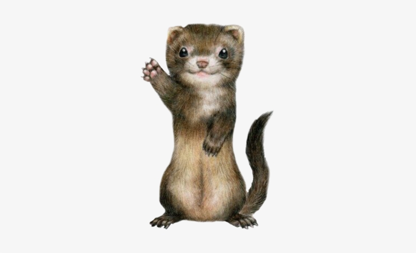 Detail Ferret Transparent Background Nomer 30