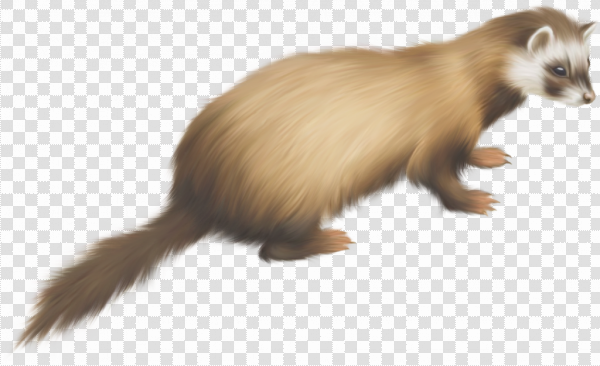 Detail Ferret Transparent Background Nomer 34