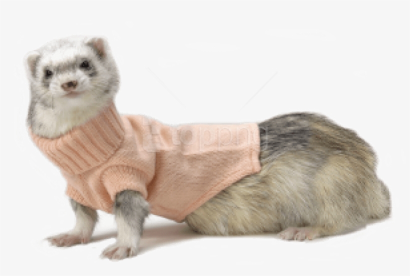 Detail Ferret Transparent Background Nomer 37