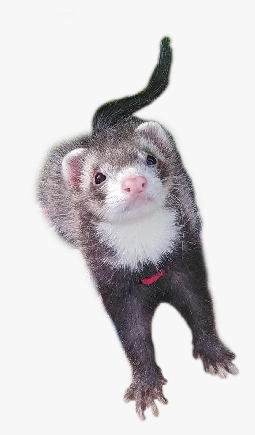 Detail Ferret Transparent Background Nomer 39