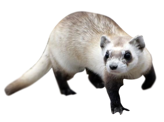 Detail Ferret Transparent Background Nomer 41