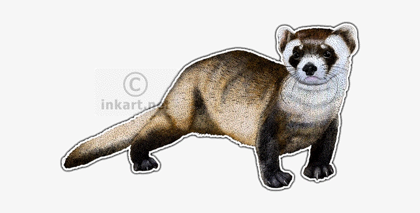 Detail Ferret Transparent Background Nomer 43