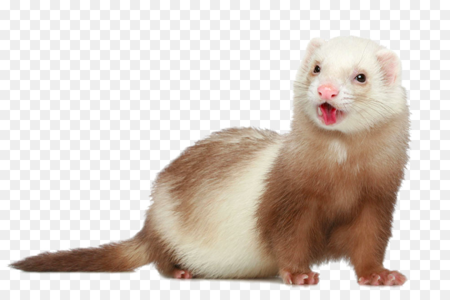 Detail Ferret Transparent Background Nomer 44