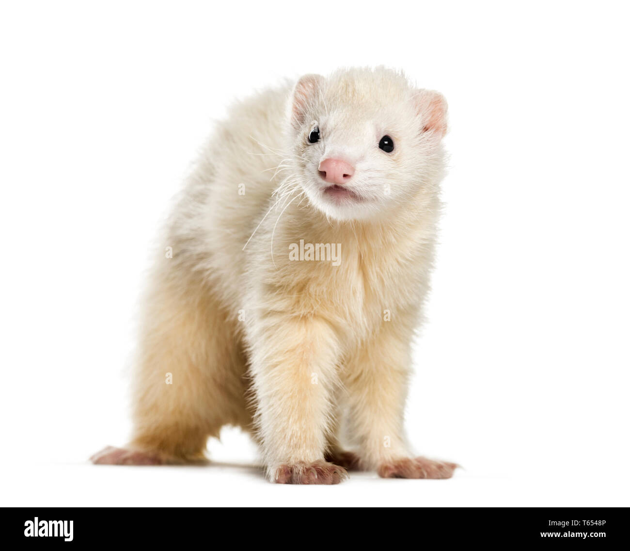 Detail Ferret Transparent Background Nomer 45