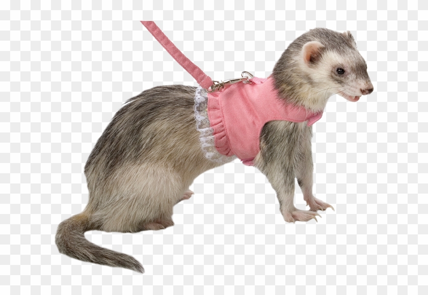 Detail Ferret Transparent Background Nomer 47