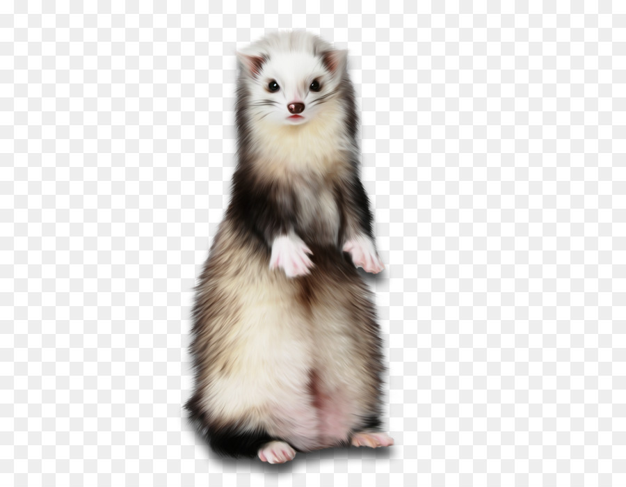 Detail Ferret Transparent Background Nomer 50