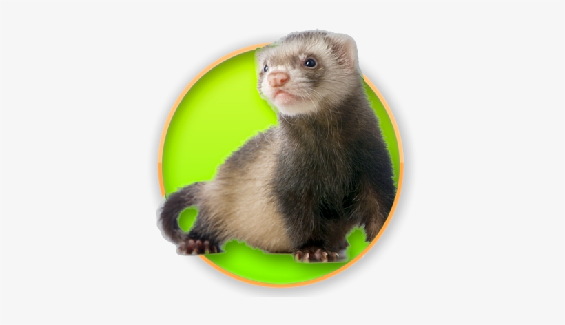 Detail Ferret Transparent Background Nomer 54