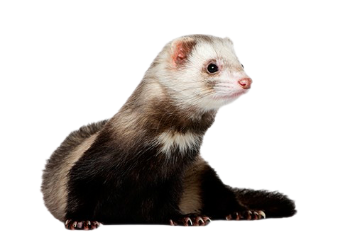 Detail Ferret Transparent Background Nomer 55