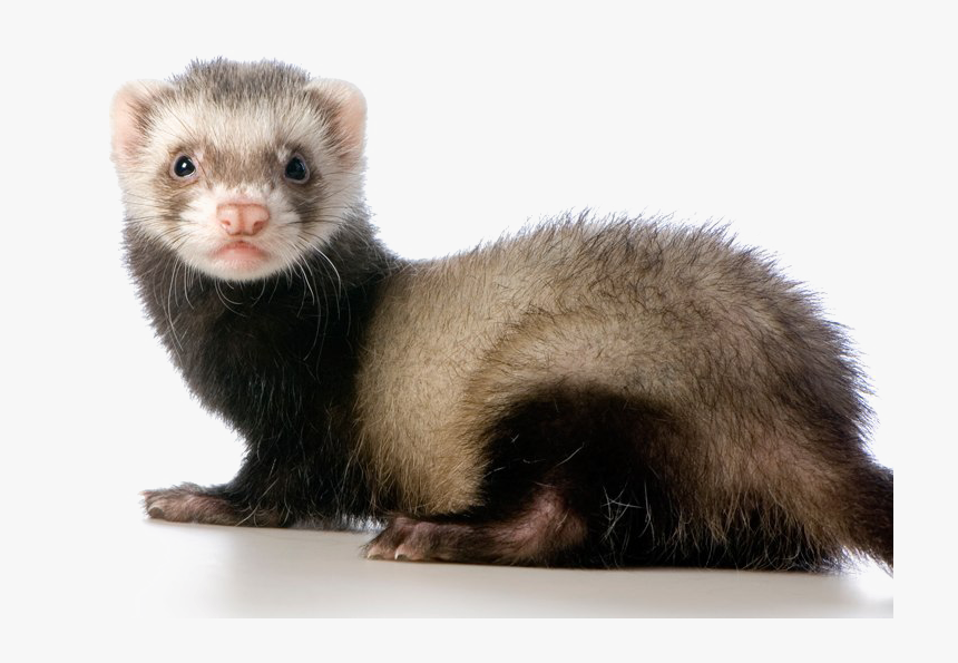 Detail Ferret Transparent Background Nomer 8