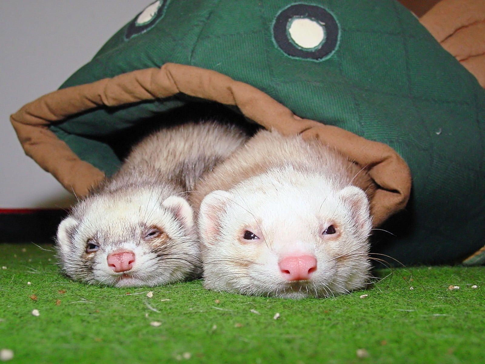 Detail Ferret Wallpaper Iphone Nomer 23