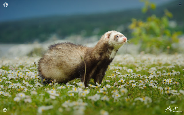 Detail Ferret Wallpapers Nomer 2