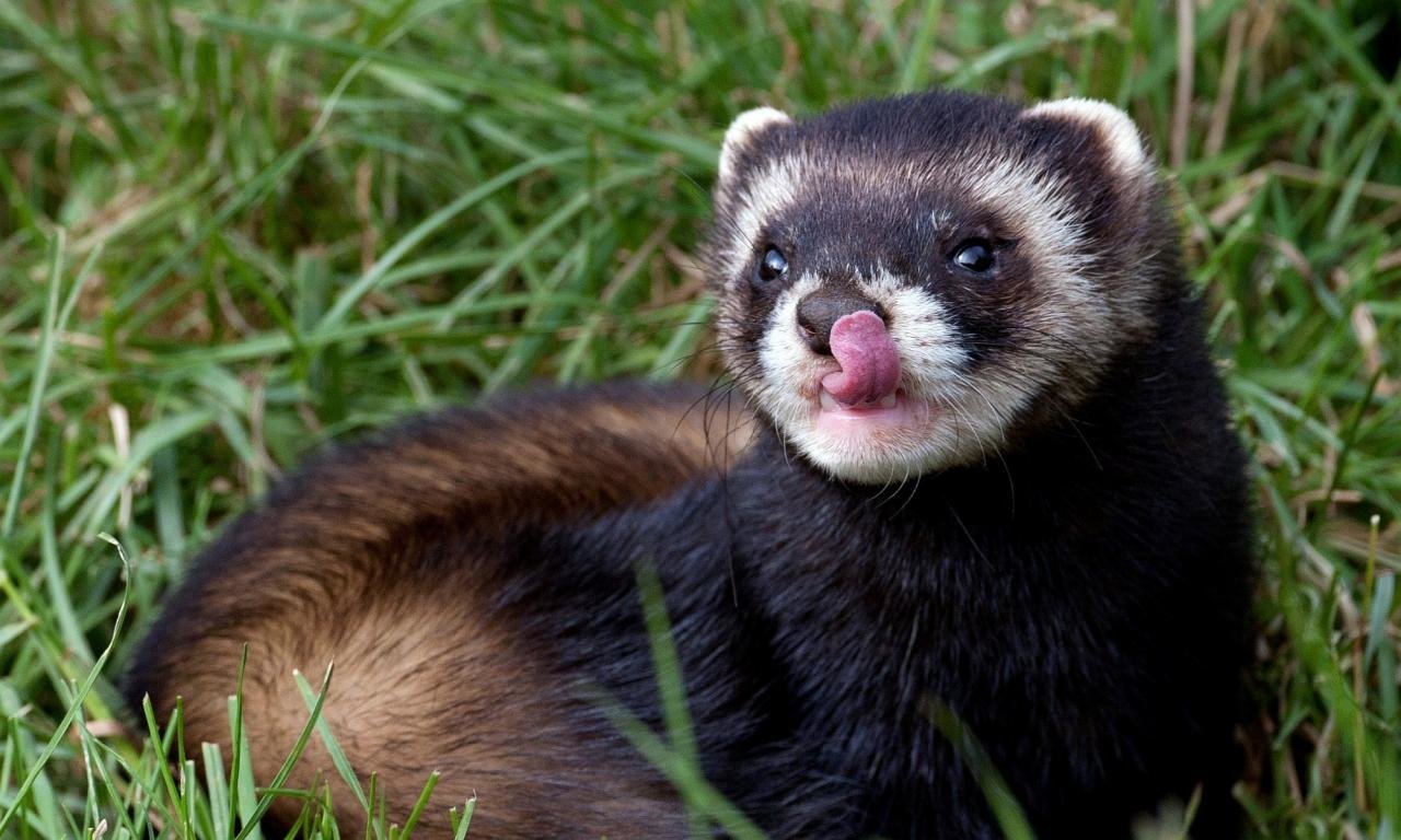 Detail Ferret Wallpapers Nomer 33