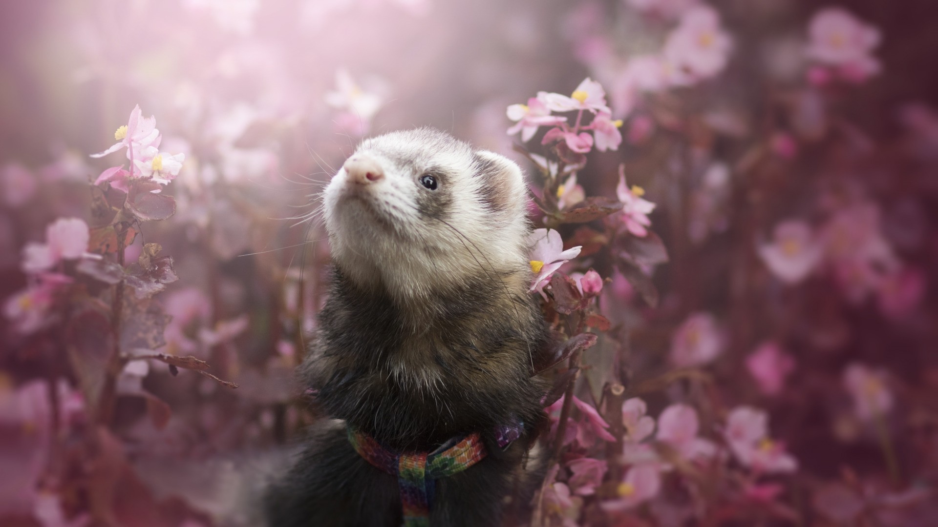 Detail Ferret Wallpapers Nomer 7