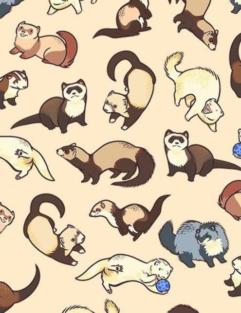 Detail Ferret Wallpapers Nomer 8