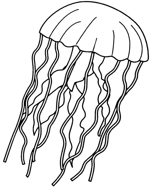 Detail Jellyfish Pictures To Color Nomer 3