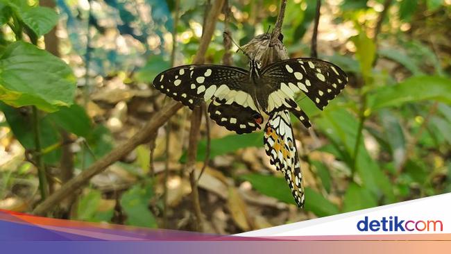 Detail Film Indonesia Kumbang Dan Kupu Kupu Nomer 45