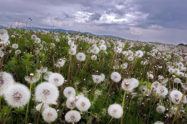 Detail Filosofi Bunga Dandelion Nomer 9