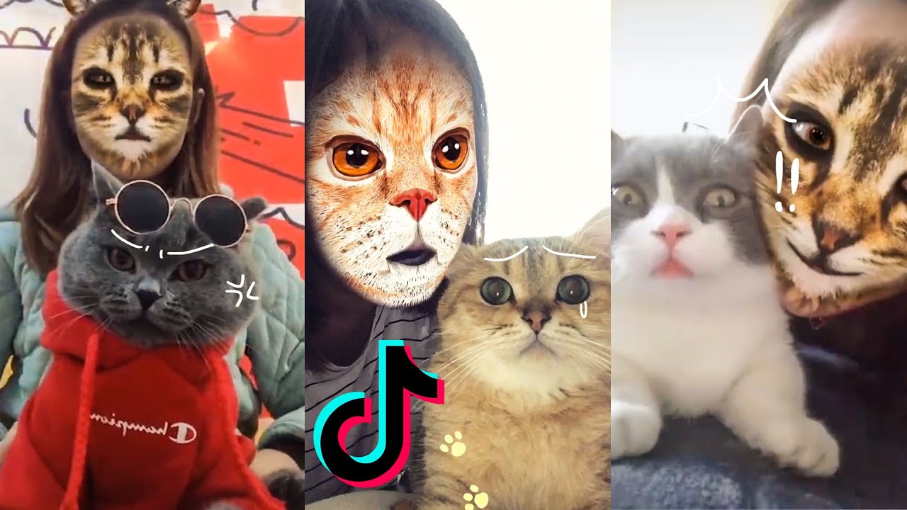 Detail Filter Kucing Snapchat Nomer 14