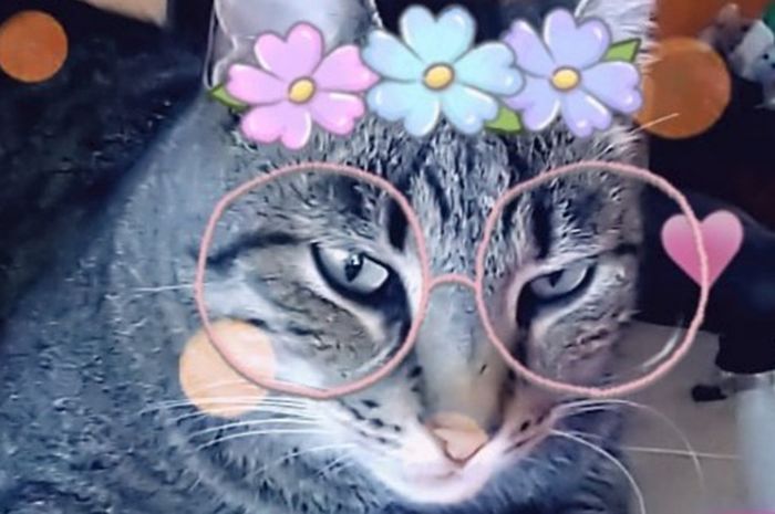 Detail Filter Kucing Snapchat Nomer 23