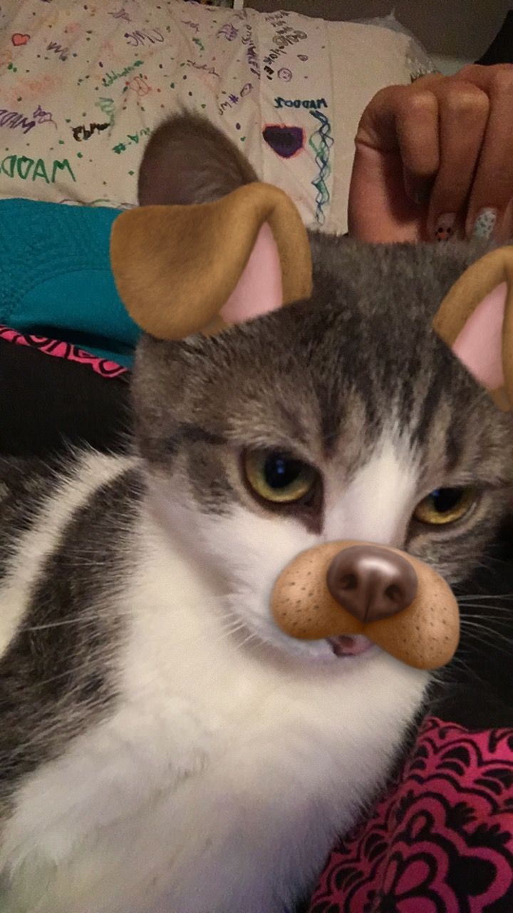 Detail Filter Kucing Snapchat Nomer 4