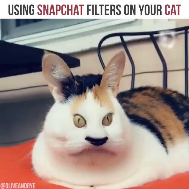 Detail Filter Kucing Snapchat Nomer 36