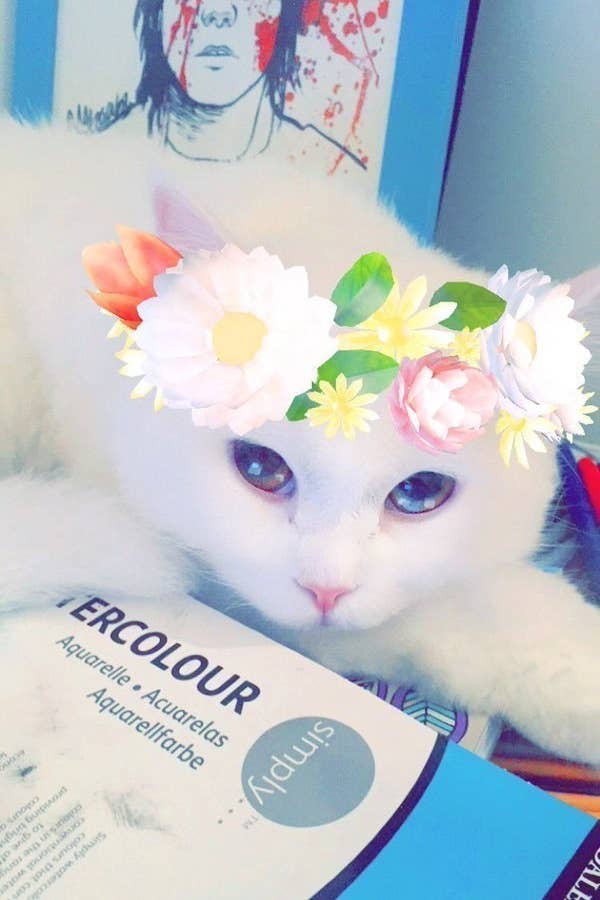 Detail Filter Kucing Snapchat Nomer 44