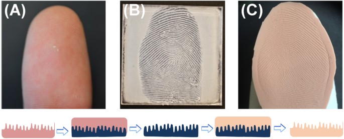 Detail Fingerprint Pic Nomer 49