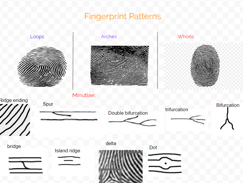 Detail Fingerprint Pic Nomer 51
