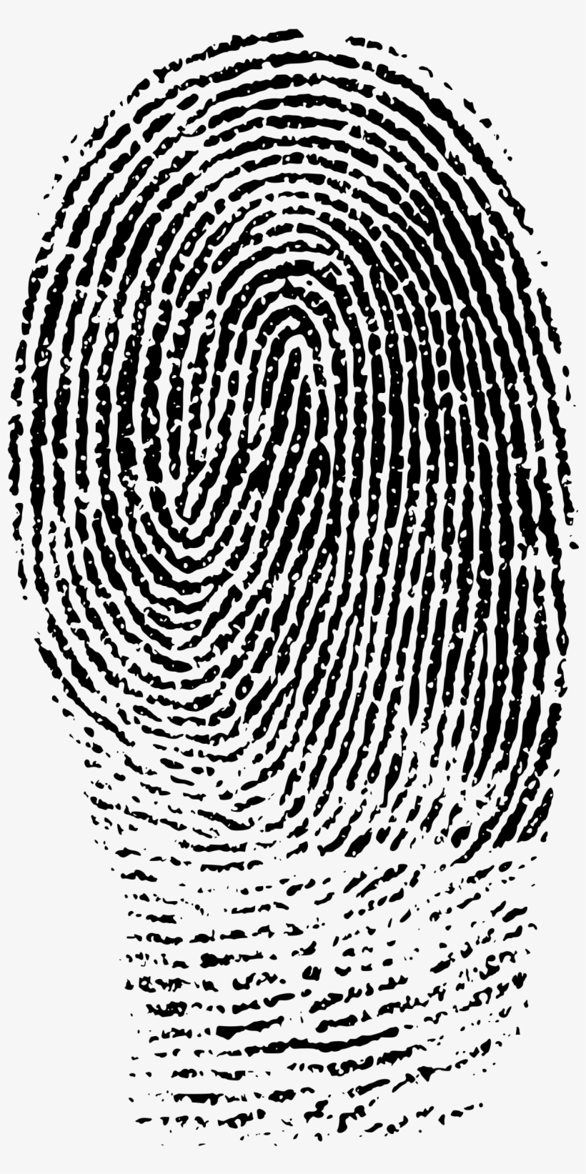 Detail Fingerprint Transparent Nomer 24
