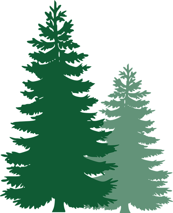 Detail Fir Tree Clipart Nomer 12