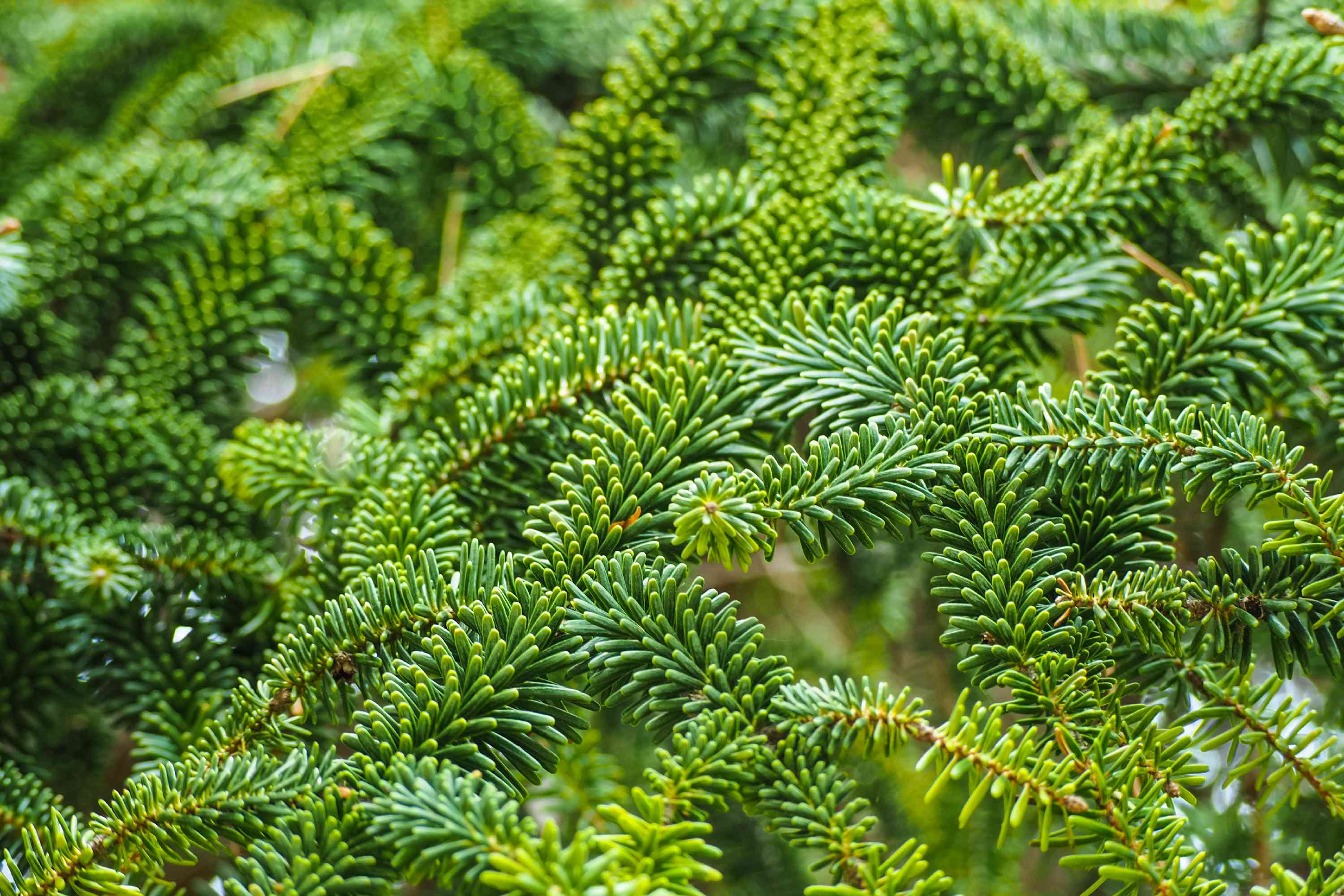 Detail Fir Tree Image Nomer 28