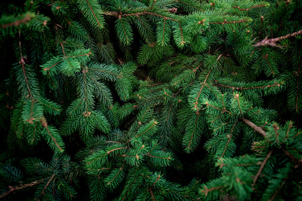 Detail Fir Tree Image Nomer 29