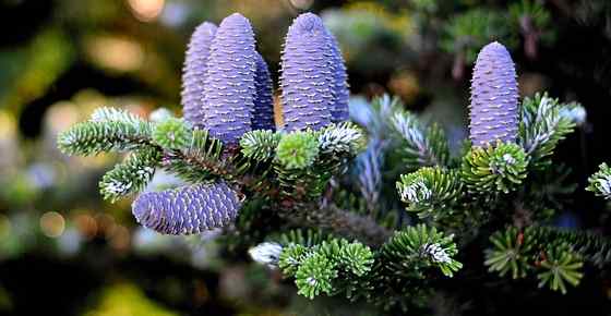 Detail Fir Tree Image Nomer 47