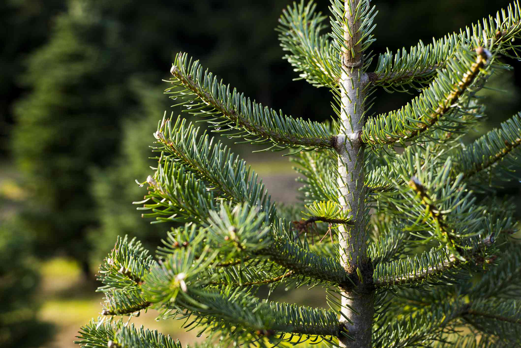 Detail Fir Tree Pictures Nomer 4