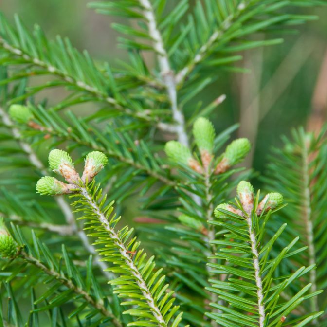 Detail Fir Tree Pictures Nomer 41