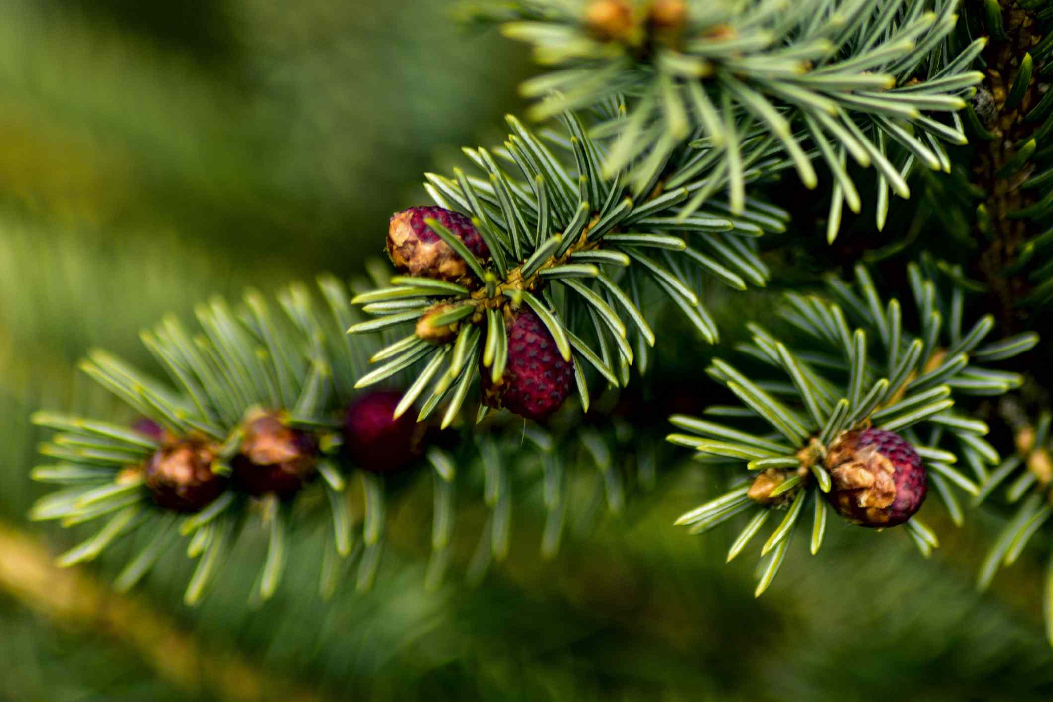 Detail Fir Trees Pictures Nomer 21