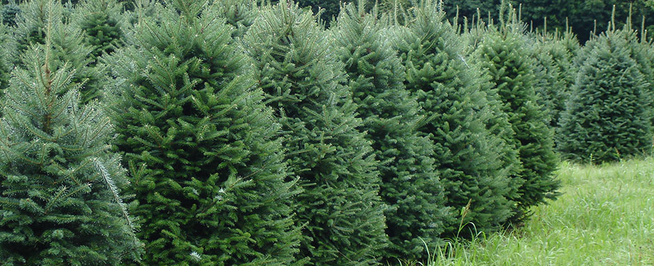Detail Fir Trees Pictures Nomer 49