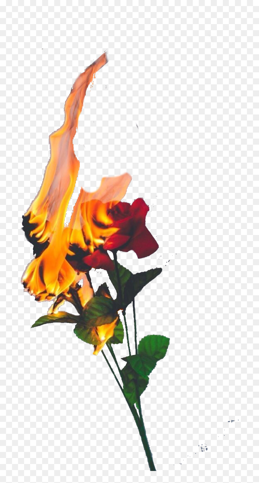 Detail Fire Flower Png Nomer 29