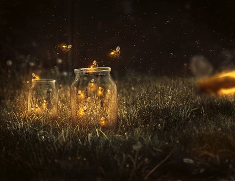 Detail Fireflies Wallpaper Nomer 12