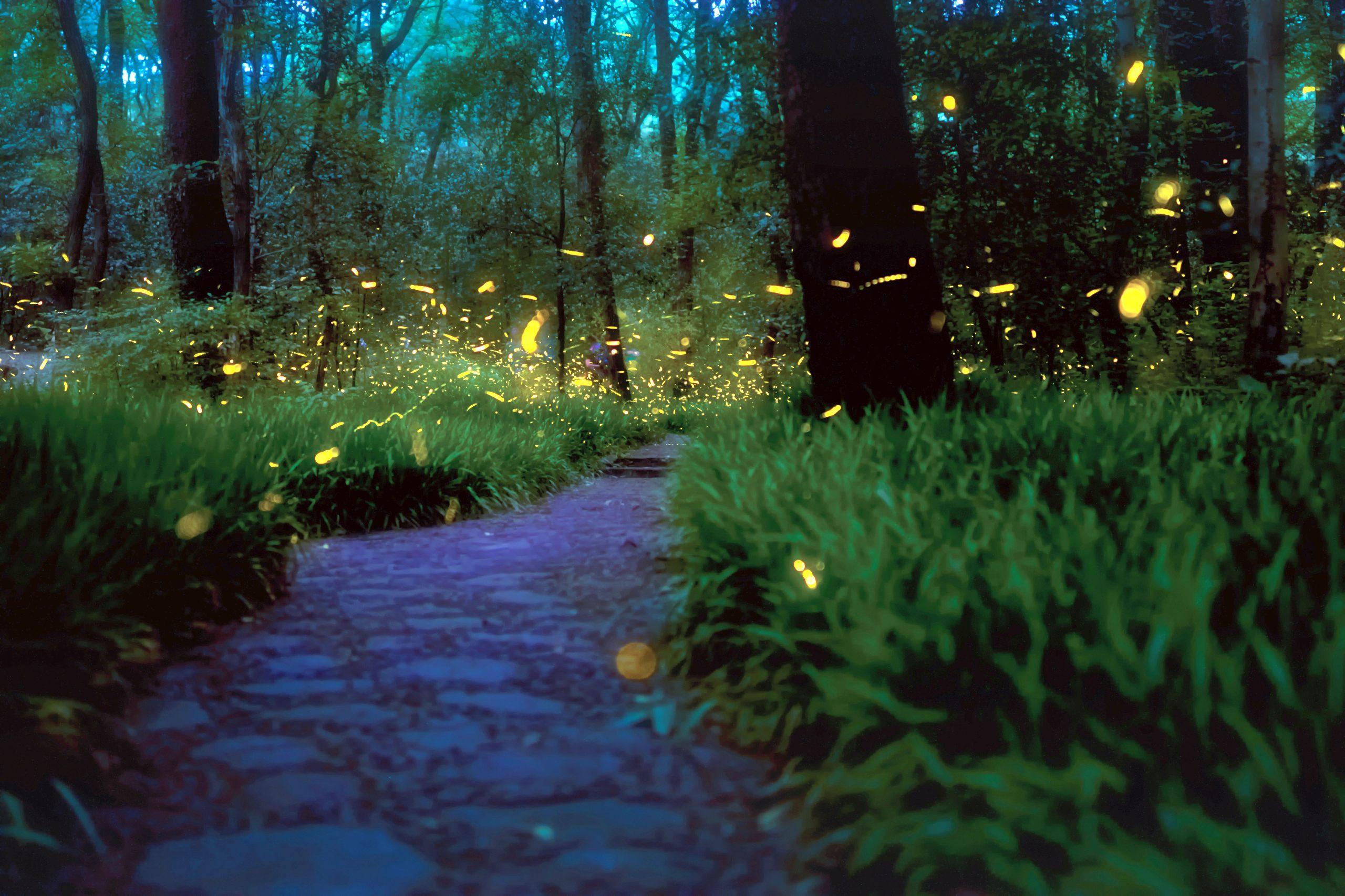 Detail Fireflies Wallpaper Nomer 13