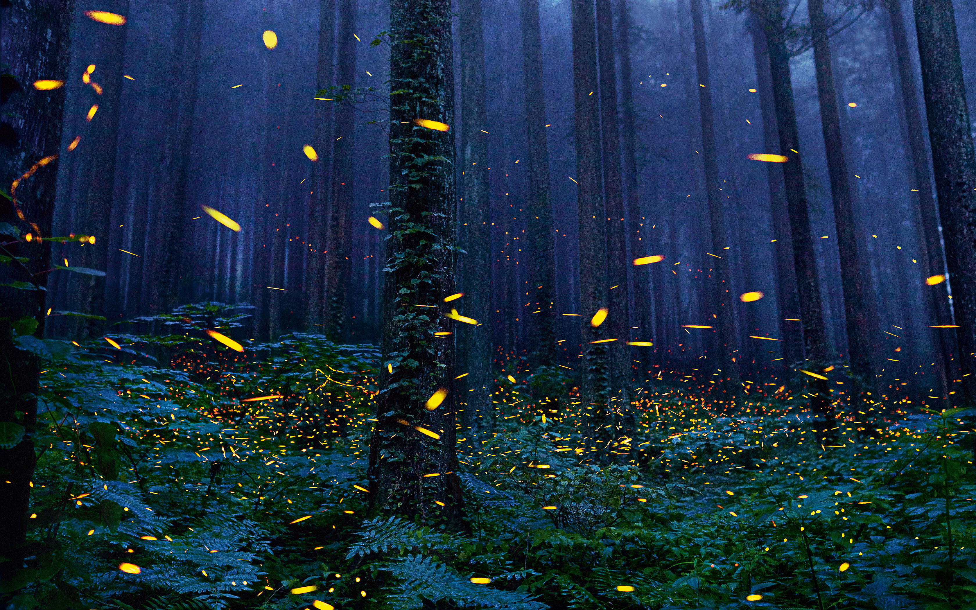 Detail Fireflies Wallpaper Nomer 24