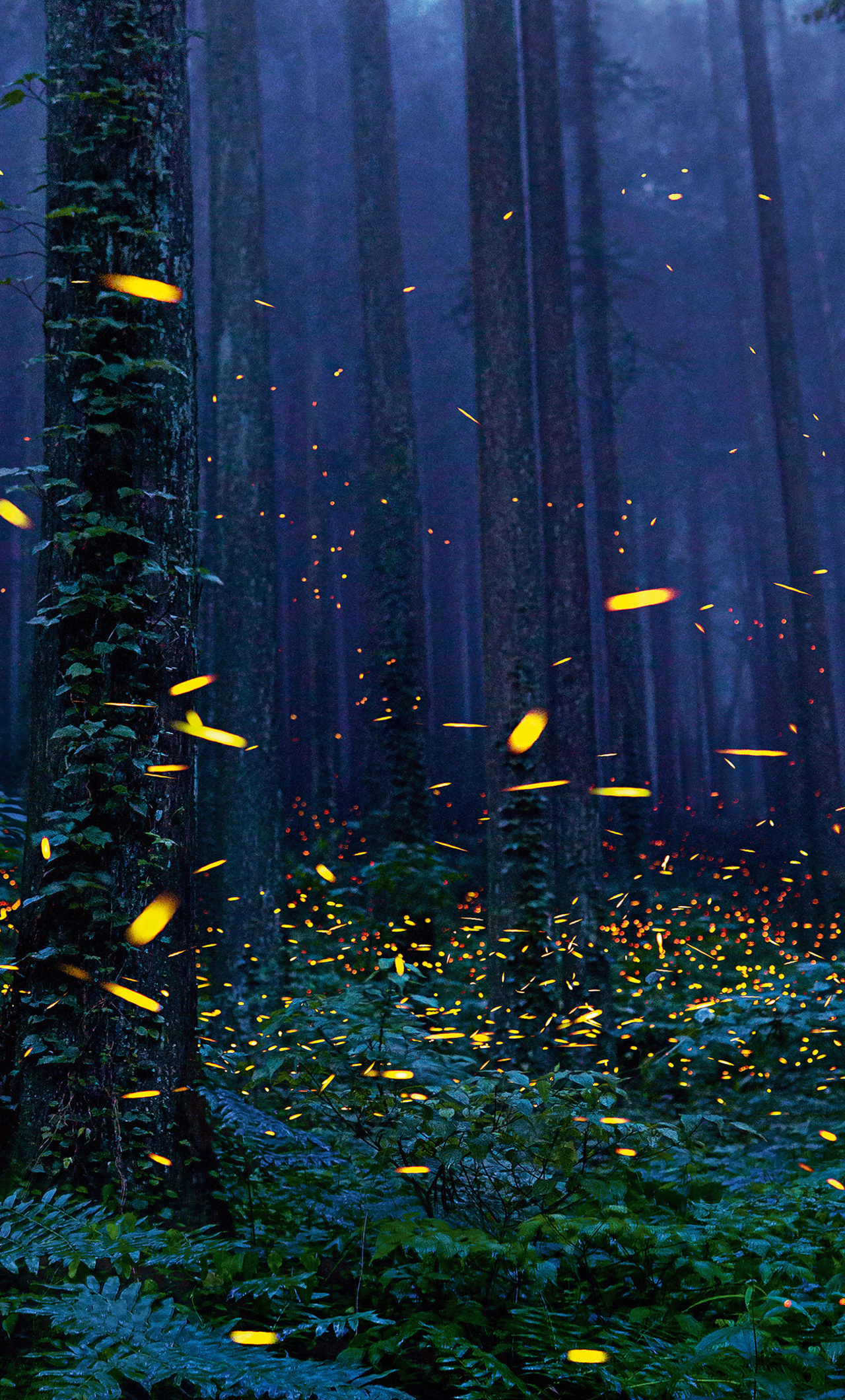 Detail Fireflies Wallpaper Nomer 29