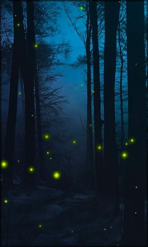 Detail Fireflies Wallpaper Nomer 33