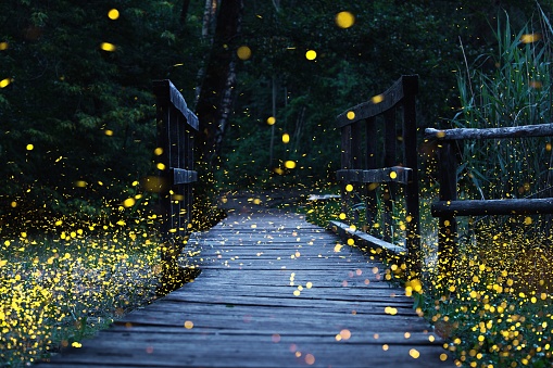 Detail Fireflies Wallpaper Nomer 5