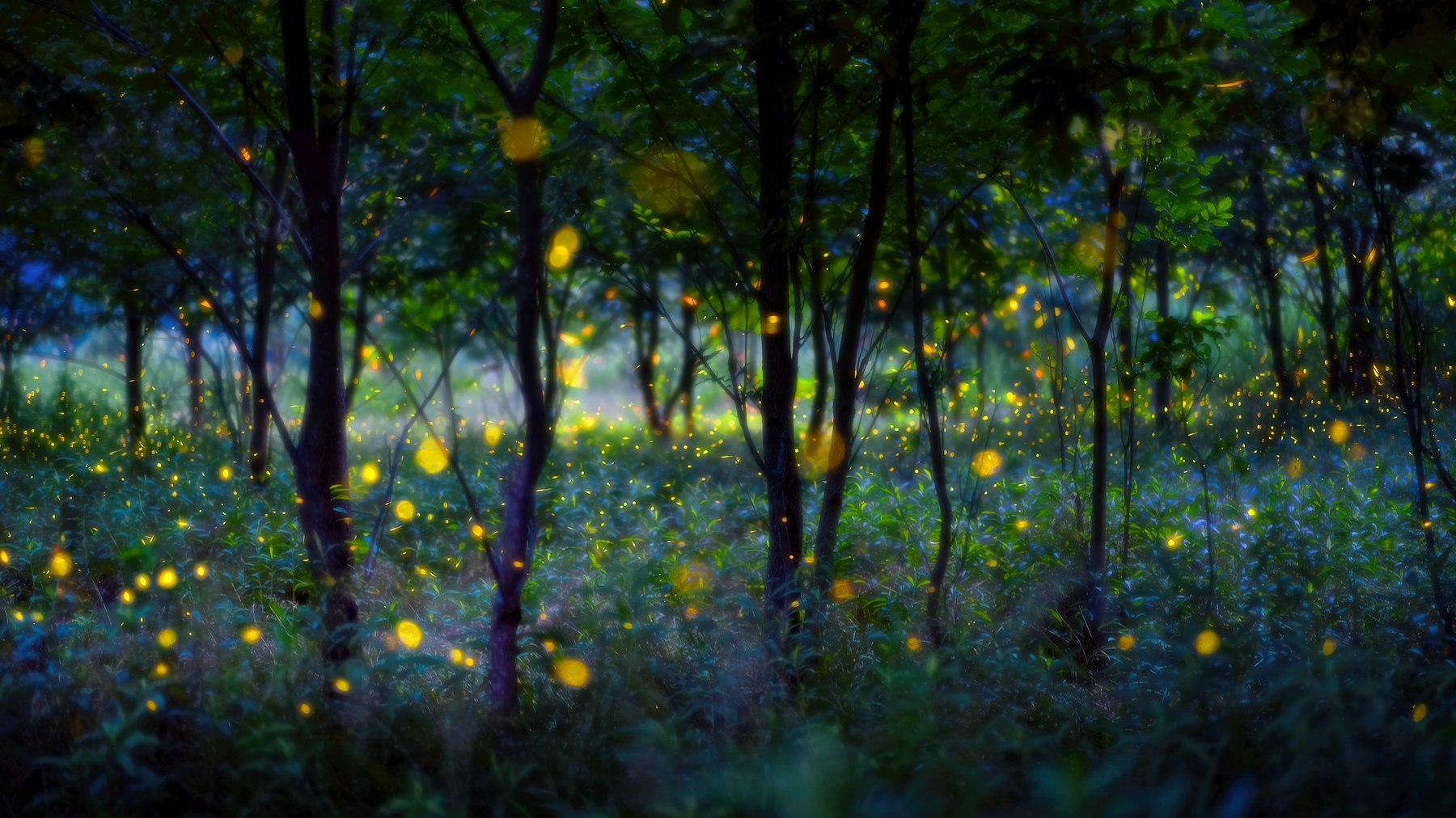 Detail Fireflies Wallpaper Nomer 37