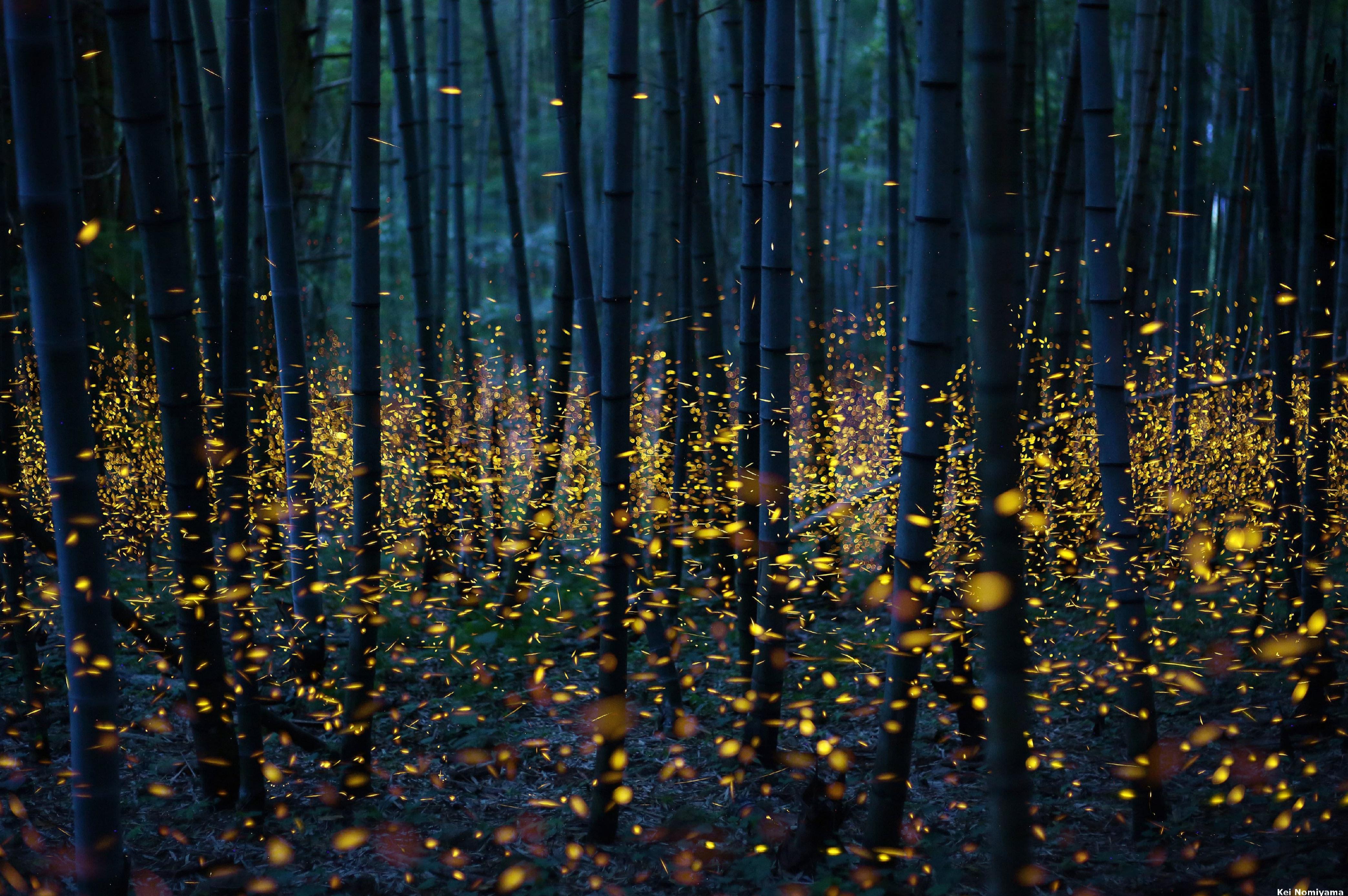 Detail Fireflies Wallpaper Nomer 6